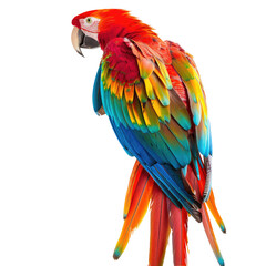 Obraz premium Vibrant parrot in profile, showcasing colorful plumage (1)