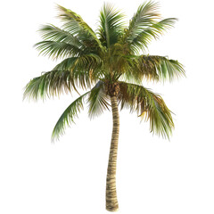 Obraz premium Tropical palm tree against black background