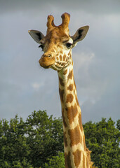 A Giraffe at a nature reserve