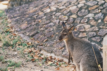 【#動物園】ワラビー