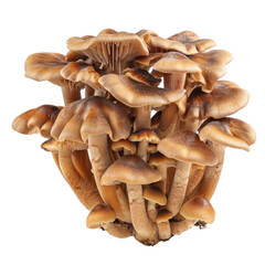 Cluster of light brown mushrooms