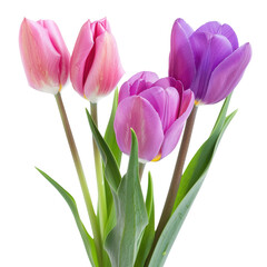 Fototapeta premium Colorful tulip bouquet with pink and purple blooms against a black backdrop