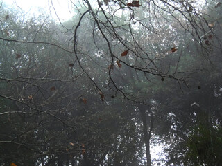 Foggy morning in the park with trees