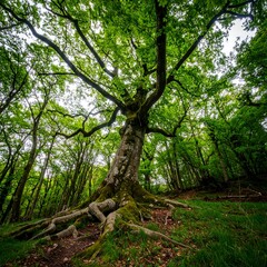 Fototapeta premium Majestic ancient tree with lush forest