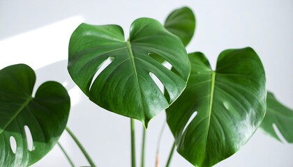 Close-up of vibrant monstera deliciosa leaves against a white background.