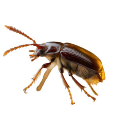 Naklejka premium Side view of a brown beetle with translucent wings