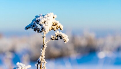 A frosty plant stands out against a soft winter landscape, showcasing delicate ice crystals.