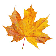 Obraz premium and keyword list based on the image.. Autumn Leaf Exhibits Texture Details on Black Background.