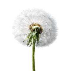 Close-up of a dandelion seed head