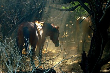 Wild Horses in the Forest 