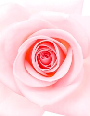 Close up of a delicate pink rose