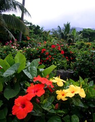 Vibrant flowers in a tropical garden
