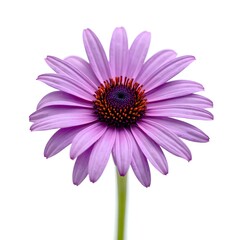 Purple African Daisy Flower Close-up on White Background