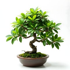 Bonsai Tree Small Tree Leaves Pot