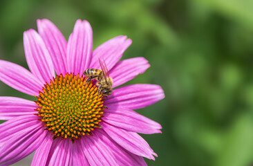Honey Bee pollinating on a beautiful purple coneflower in the summer garden. Closeup. Natural green...