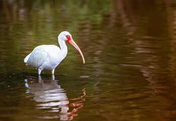 A white ibis wades through golden water. The bird&rsquo;s curved orange bill and vivid blue eye ring stand out against its clean white feathers, creating a striking natural scene.