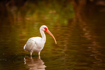 A white ibis wades through golden water. The bird&rsquo;s curved orange bill and vivid blue eye ring stand out against its clean white feathers, creating a striking natural scene.