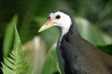 White-breasted Waterhen (Amaurornis phoenicurus) side view with red eye-ring and yellow bill in Taipei, Taiwan