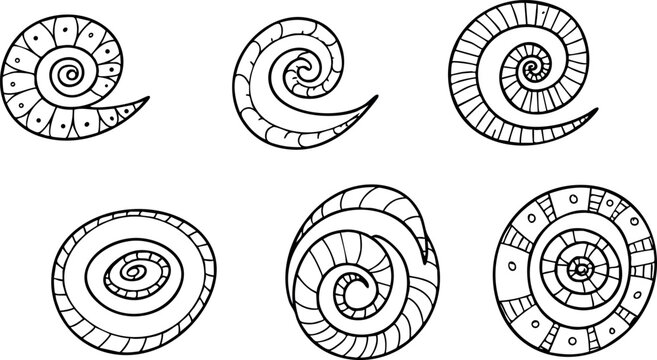 Various Spiral Shells Vector Illustration in Black and White Line Art Style 