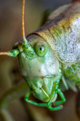 green grasshopper. head. insect portrait. colorful detailed macro photograph of an insect. close-up. text space. compound eyes. screensaver