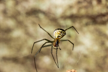 cross-legged spider on a blurred background . wildlife. colorful detailed macro photo of an insect. close-up. space for text. screensaver