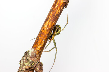 spider web on moss white background . wildlife. colorful detailed macro photo of an insect....