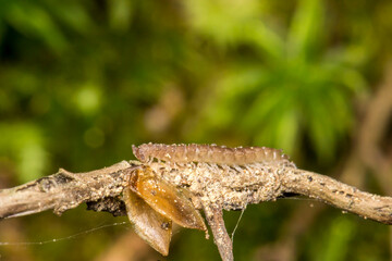 a millipede on a branch on a light background . wildlife. colorful detailed macro photo of an insect. close-up. space for text. screensaver.
