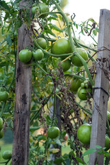 tomatoes in the garden