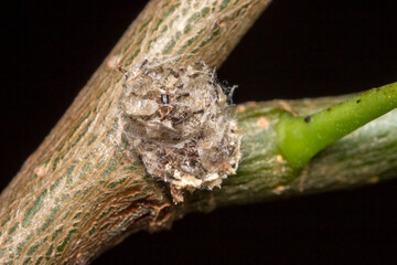 mealybug. wildlife. colorful detailed macro photo of an insect. close-up. text space. screensaver....