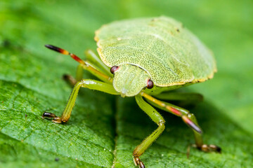 shield bug on a green leaf. wildlife. colorful detailed macro photo of an insect. close-up. space for text. screensaver. bokeh
