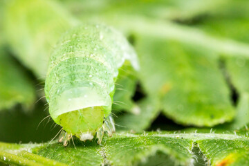 cabbage caterpillar . wildlife. colorful detailed macro photo of an insect. close-up. space for...