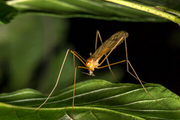 Karamora mosquito. wildlife. colorful detailed macro photo of an insect. close-up. space for text. screensaver. bokeh