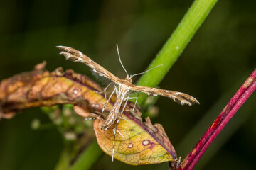moth on a blurred background. wildlife. colorful detailed macro photo of an insect. close-up. space for text. screensaver. bokeh