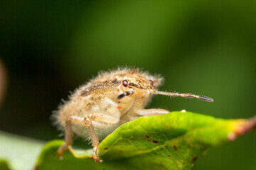hairy bug on a plant. wildlife. colorful detailed macro photo of an insect. close-up. space for...