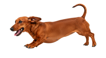 A dachshund dog running with its tongue out on a black background