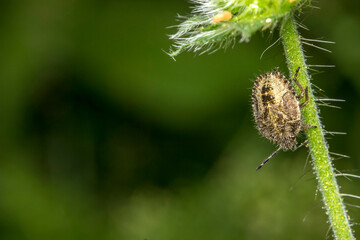 hairy bug on a plant. wildlife. colorful detailed macro photo of an insect. close-up. space for text. screensaver. bokeh
