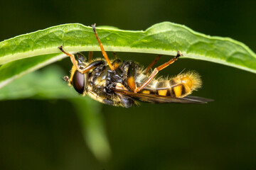 hoverfly.. head. insect portrait. colorful detailed macro photograph of an insect. close-up. text...