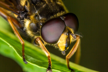 hoverfly.. head. insect portrait. colorful detailed macro photograph of an insect. close-up. text...