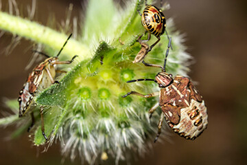 shield bugs. bug family. blurred background. wildlife. colorful detailed macro photo of an insect. close-up. text space. screensaver. bokeh