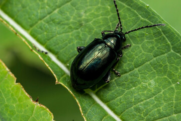 leaf beetle on a green leaf. wildlife. colorful detailed macro photo of an insect. close-up. space for text. screensaver. bokeh
