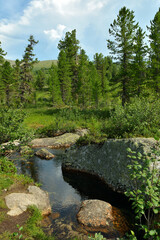 The bed of a small river with large rocks along the banks and dense bushes on a sunny summer day.
