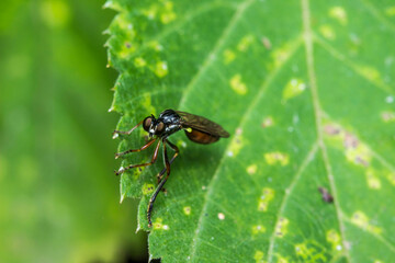 eyed fly. wildlife. colorful detailed macro photo of an insect. close-up. space for text. screensaver.