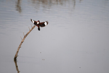 White throated Kingfisher perched on a branch, displaying its vibrant brown and white  wings with fully opened , chestnut brown body,  against a soft blurred water background.