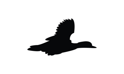 Flying American wigeon bird Silhouette Design  And Vector Illustration. 