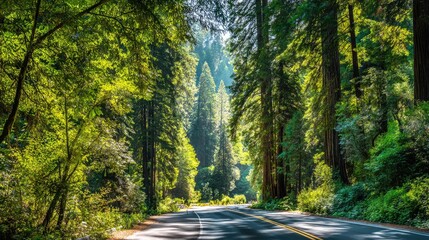 Obraz premium Lush Green Forest Canopy