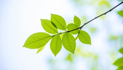 Emergence: Sunlight dances upon vibrant green leaves, showcasing the delicate veins and textures of nature, bringing out the subtle nuances of the scene.