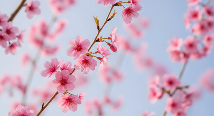 Obraz premium Beautiful close-up of pink cherry blossoms blooming on branches against a soft blue sky background perfect for spring seasonal themes and nature lovers