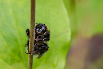 Fototapeta premium a bumblebee resting on a branch like a monkey. wildlife. colorful detailed macro photo of an insect. close-up. space for text. screensaver. bokeh