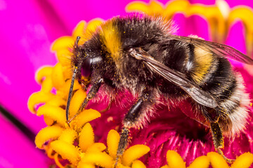 bumblebee pollinating a flower. wildlife. colorful detailed macro photo of an insect. close-up. space for text. screensaver. bokeh