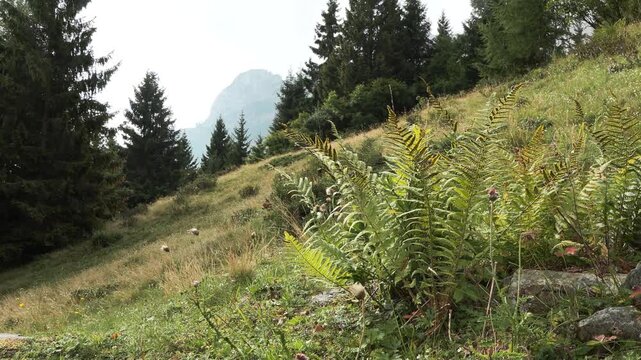  felce aquilina (Pteridium aquilinum)